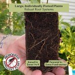 Lantana Camara Plants – Natural Mosquito Repellent