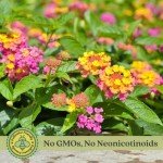 Lantana Camara Plants – Natural Mosquito Repellent