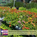 Lantana Camara Plants – Natural Mosquito Repellent