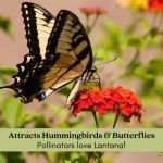 Lantana Camara Plants – Natural Mosquito Repellent