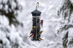 Squirrel-Proof Bird Feeder with 6 Feeding Ports