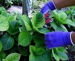 Wildflower Nitrile Gardening Gloves for All Gardeners