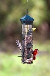 Squirrel-Proof Bird Feeder with 6 Feeding Ports