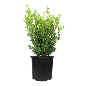 Buxus Japonica Boxwood Shrub in Planter