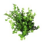 Buxus Japonica Boxwood Shrub in Planter