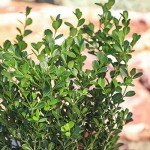 Buxus Japonica Boxwood Shrub in Planter