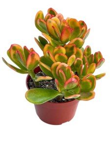 4" Jade Plant - Easy Care Succulent Houseplant