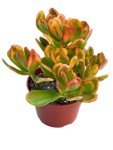 4" Jade Plant - Easy Care Succulent Houseplant