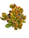 4" Jade Plant - Easy Care Succulent Houseplant