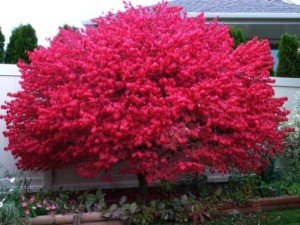 Dwarf Burning Bush Shrub - Hardy and Compact