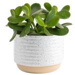 Jade Succulent Plant in Stylish Planter - 6