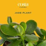 Jade Succulent Plant in Stylish Planter - 6