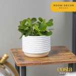 Jade Succulent Plant in Stylish Planter - 6