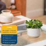 Jade Succulent Plant in Stylish Planter - 6