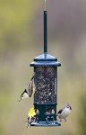 Brome Squirrel Buster Standard Bird Feeder
