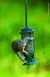 Brome Squirrel Buster Standard Bird Feeder
