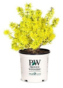 Forsythia Show Off Sugar Baby Shrub #2 Container
