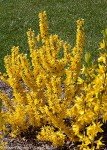 Forsythia Show Off Sugar Baby Shrub #2 Container
