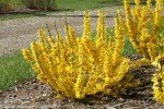 Forsythia Show Off Sugar Baby Shrub #2 Container
