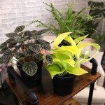 Indoor Houseplant Trio: Snake Plant & Pothos