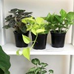 Indoor Houseplant Trio: Snake Plant & Pothos
