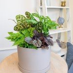 Indoor Houseplant Trio: Snake Plant & Pothos