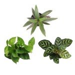 Indoor Houseplant Trio: Snake Plant & Pothos