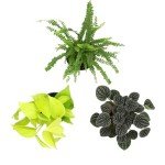 Indoor Houseplant Trio: Snake Plant & Pothos