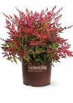 Southern Living Nandina Plant - Colorful Evergreen Shrub