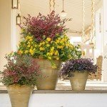 Southern Living Nandina Plant - Colorful Evergreen Shrub