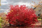 Live Burning Bush Plants - 6 to 12 Inches