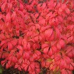 Live Burning Bush Plants - 6 to 12 Inches