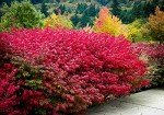 Live Burning Bush Plants - 6 to 12 Inches