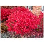 Live Burning Bush Plants - 6 to 12 Inches