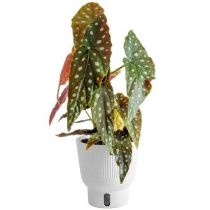 Indoor Begonia Maculata Plant in White Pot