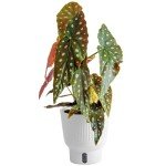 Indoor Begonia Maculata Plant in White Pot