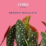 Indoor Begonia Maculata Plant in White Pot