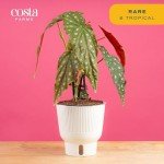 Indoor Begonia Maculata Plant in White Pot