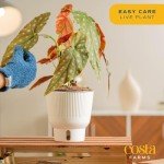 Indoor Begonia Maculata Plant in White Pot