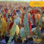 Indoor Begonia Maculata Plant in White Pot