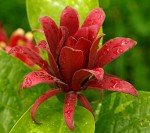 Carolina Allspice Live Plant - Quart Pot