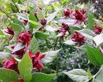 Carolina Allspice Live Plant - Quart Pot