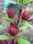 Carolina Allspice Live Plant - Quart Pot