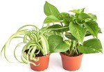 Vining Succulent Collection - Easy Care 2-Pack