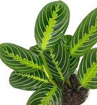 Lemon Lime Prayer Plant - Easy Care Houseplant