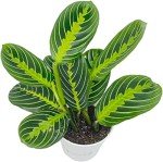 Lemon Lime Prayer Plant - Easy Care Houseplant
