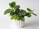 Lemon Lime Prayer Plant - Easy Care Houseplant