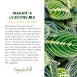 Lemon Lime Prayer Plant - Easy Care Houseplant