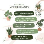 Lemon Lime Prayer Plant - Easy Care Houseplant