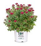 2 Gallon Double Play Doozie Spirea Shrub